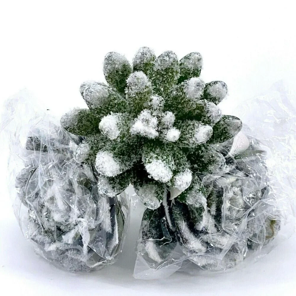 Craft Succulent Winter Frosted Glitter Snow Christmas Craft Plants 3.5″ Lot Of 3